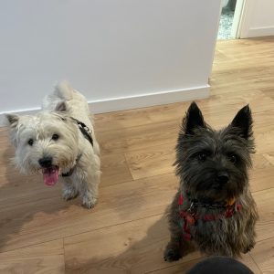 Opłata za pobyt zwierzęcia